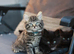 Fluffy Adorable Kittens