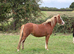 Beautiful Welsh section A filly