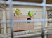 Proven pair of budgies