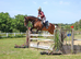 Extraordinary 16.1 gelding