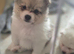 5 gorgeous pomeranian 4 sale