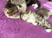3/4 Maine Coon kittens