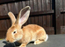 Baby continental giant male looking for homes