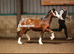 Welsh C rising 3 year old