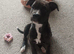 American bulldog Cross Staffordshire bull terrier