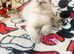 Ragdoll kittens 3 girls available text