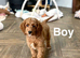 Adorable cockapoo ready for a family and walks