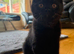 Adorable BSH for sale