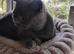 Blue bsh male