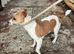 jack Russel girl