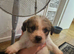 Shih tzu cross jack russell puppys