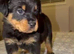Rottweiler pups KC Registered + Champ Bloodlines
