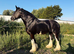 Beautiful shire mare