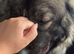Caucasian shepherd