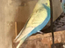 Hen budgies