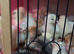 NEWLY HATCHED CHICKS & Chickens different age