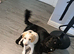Beautiful lemon beagle puppy 14 weeks old