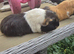 Here are my 2 female guinea pigs &pound;30 each