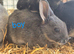 4x mini rex bunnies for sale