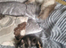 Tortoishell female kitten