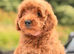 F1B cavapoo pups