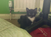 5 kittens for sale