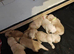 STUNNING GOLDEN RETRIEVERS READY SOON!