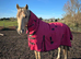 Rambo 8yr old palomino warmblood gelding