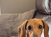 Cream Miniature dachshund bitch kc reg re advertised due to timewaster