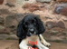 READY NOW!! 2 Dogs Left KC reg Heavily coloured ESS