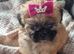 Shih Tzu girl