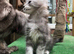 Mainecoon kittens ready now