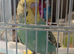 Baby A 1 x HEN tones or Turquoise blue tones and greenish / yellow (SHE BITES) 7 weeks old