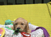Litter of Golden Retriver puppies
