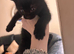 Kittens for sale