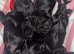 Black cockerspaniel puppies