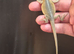 Baby bearded dragons