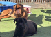 Dogue de Bordeaux x Cane corso puppies last three left