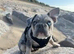 Merle French bulldog