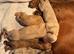 3 beautiful pups from litter of 6 ready to leave