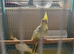 Pair of cockatiels