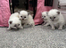 Pure ragdoll kittens