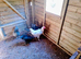 young various breeds of cockerels for sale