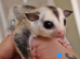 2 beautiful mosaic sugar gliders
