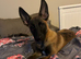 Female Mali pup needs new home