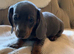 Mini dachshund