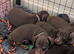 Two gorgeous puppy girls available