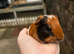 Female guinea pigs to go in pairs