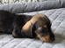 5 Wired-Haired Dachshund Puppies for Sale