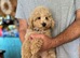 STUNNING GENTLE CREAM MINIATURE POODLE BOY